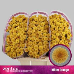  İthal Chrysanthemum San Miller Orange (Santini Biçme- 25 dal-55cm)