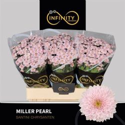  İthal Chrysanthemum San Miller Pearl (Santini Biçme- 25 dal-55cm)