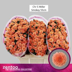  İthal Chrysanthemum San Miller Smokey (Santini Biçme- 25 dal-55cm)
