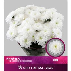  İthal Chrysanthemum T Altaj (5 dal-70cm)