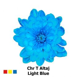  İthal Chrysanthemum T Altaj Light Blue (Biçme-5 dal-70cm)