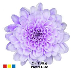  İthal Chrysanthemum T Altaj Pastel Lilac (Biçme-5 dal-70cm)