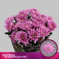  İthal Chrysanthemum T Baltica Pink (Biçme-5 dal-70cm)