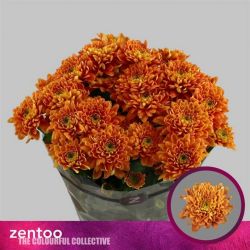  İthal Chrysanthemum T Bartoli (Biçme-5 dal-70cm)