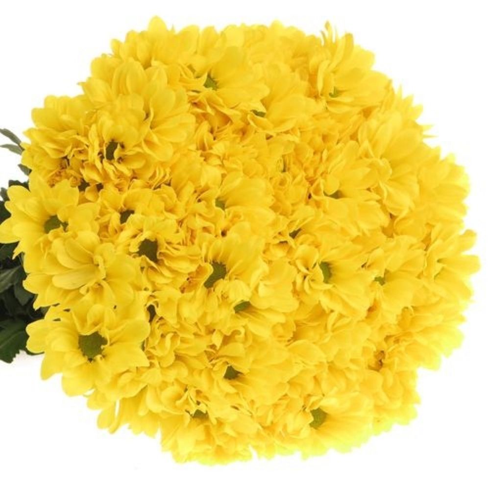 İthal Biçme |  İthal Chrysanthemum T Celebrate (Biçme-5 dal-70cm) | 
