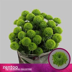  İthal Chrysanthemum T Code Green (Biçme-5 dal-70cm)