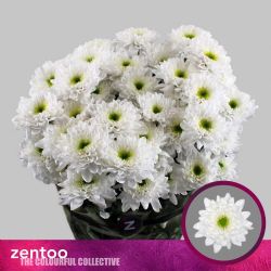  İthal Chrysanthemum T Commander (Biçme-5 dal-70cm)