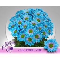  İthal Chrysanthemum T Coral Vibe (Biçme-5 dal-70cm)