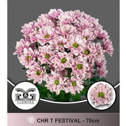  İthal Chrysanthemum T Festival (5 dal-70cm)