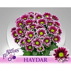  İthal Chrysanthemum T Haydar (5 dal-70cm)