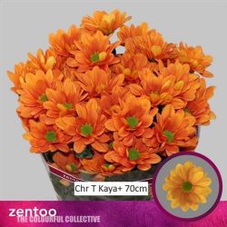  İthal Chrysanthemum T Kaya (5 dal-70cm)