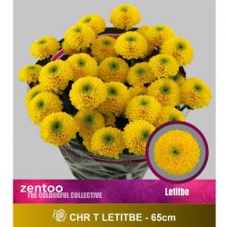  İthal Chrysanthemum T Letitbe (Biçme-5 dal-70cm)