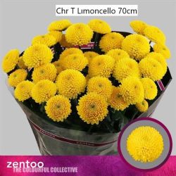  İthal Chrysanthemum T Limoncello Biçme-5 dal-70cm)