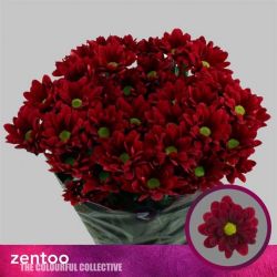  İthal Chrysanthemum T Mexicano (Biçme-5 dal-70cm)