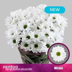  İthal Chrysanthemum T Mirana  (5 dal-70cm)