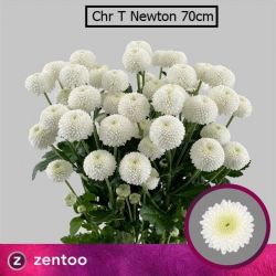  İthal Chrysanthemum T Newton (Biçme-5 dal-70cm)