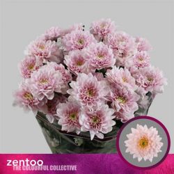  İthal Chrysanthemum T Pastela Pink (Biçme-5 dal-70cm)