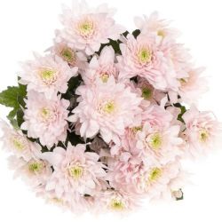  İthal Chrysanthemum T Pastela Rose (Biçme-5 dal-70cm)