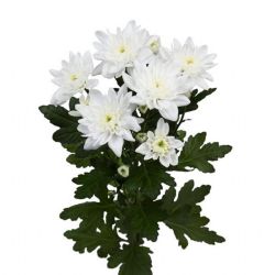  İthal Chrysanthemum T Pina Colada (Biçme-5 dal-70cm)