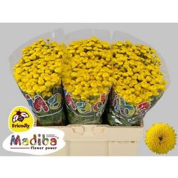  İthal Chrysanthemum T Pina Colada Yellow (Biçme-5 dal-70cm)