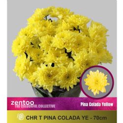  İthal Chrysanthemum T Pina Colada Yellow (Biçme-5 dal-70cm)