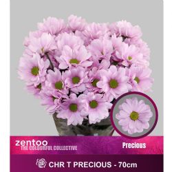  İthal Chrysanthemum T Precious (Biçme-5 dal-70cm)