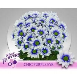  İthal Chrysanthemum T Purple Eye (Biçme-5 dal-70cm)