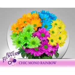  İthal Chrysanthemum T Rainbow (Biçme-5 dal-70cm)