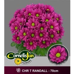  İthal Chrysanthemum T Randall (Biçme-5 dal-70cm)