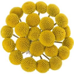  İthal Craspedia (50 Dal -80 cm)