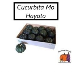  İthal Cucurbita Hayato (Süs Kabağı-1adet)