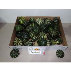  İthal Cucurbita Ov (Süs Kabağı-1adet)