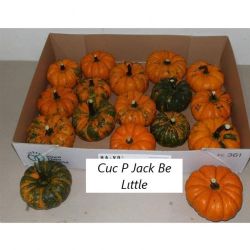  İthal Cucurbita P Jack Be Little (İthal Süs Kabağı-1 adet)