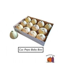  İthal Cucurbita Pepo Baby (Süs Kabağı-1adet)