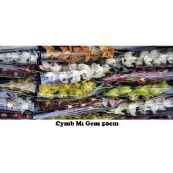  İthal Cymbidium Mı Gemengd (1 dal-50cm)