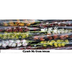  İthal Cymbidium Mı Gemengd (1 dal-60cm)