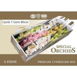  İthal Cymbidium T Gem Mix (Dal Orkide-1 dal-80 cm)