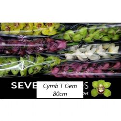 İthal Cymbidium T Gem Tak (1 dal-80 cm)