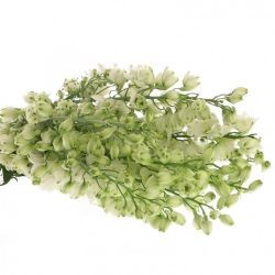  İthal Delphinium El Centurion White (80cm-10 Dal)