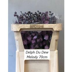  İthal Delphinium El Dew Melody (10 dal-70 cm)