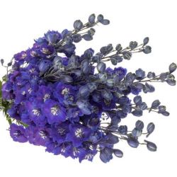  İthal Delphinium El Guard Blue (10 dal-100 cm)