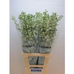  İthal Delphinium El Guard White (10 dal-70cm)