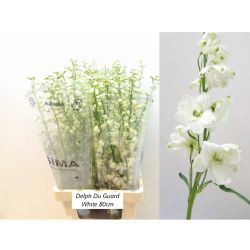  İthal Delphinium El Guard White (10 dal-80cm)