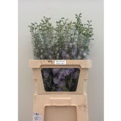  İthal Delphinium El İmpress (10 dal-90cm)