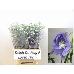  İthal Delphinium Magic Fount La (10 dal-70cm)