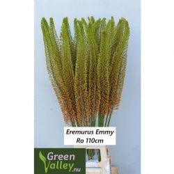  İthal Eremurus Emmy-Ro (10 dal-110 cm)
