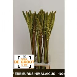  İthal Eremurus Himalaicus (10 dal-100 cm)