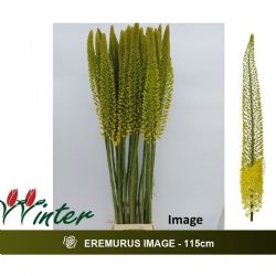  İthal Eremurus İmage (10 dal-110 cm)