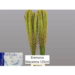  İthal Eremurus Macarena (10 dal-125 cm)