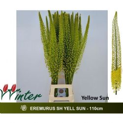  İthal Eremurus Shelf Yellow Sun (10 dal-110 cm)